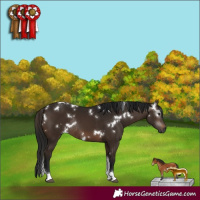 Horse Color:Gray White Spotted Bay Tobiano Rabicano 