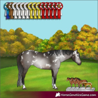 Horse Color:Gray White Spotted Bay Tobiano Rabicano