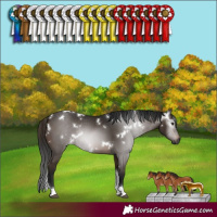 Horse Color:Gray White Spotted Bay Tobiano Rabicano