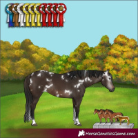 Horse Color:Gray White Spotted Bay Tobiano Rabicano