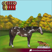 Horse Color:Gray White Spotted Bay Tobiano Rabicano 