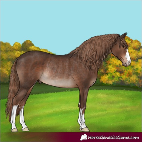 Horse Color:Liver Chestnut Rabicano 