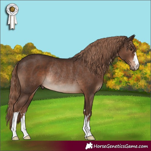 Horse Color:Liver Chestnut Rabicano 
