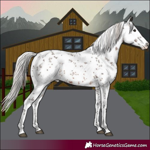 Horse Color:White Spotted Silver Brown Sabino 