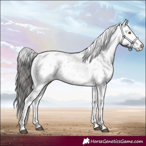 Horse Color:Brown Dun Sabino 