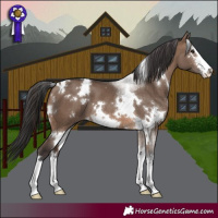 Horse Color:White Spotted Brown Dun