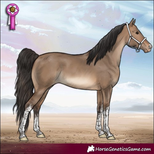 Horse Color:White Spotted Brown Dun Appaloosa 
