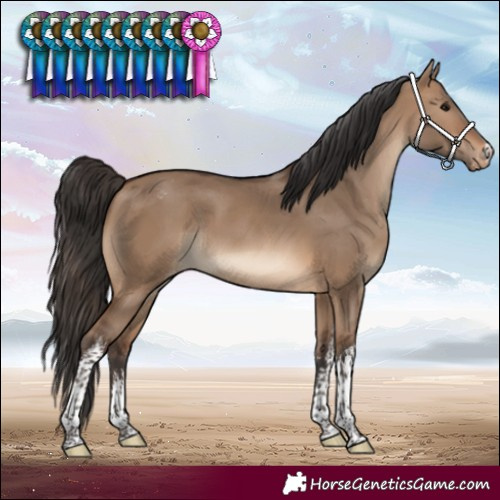 Horse Color:White Spotted Brown Dun Varnish 
