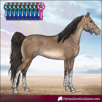Horse Color:White Spotted Brown Dun Appaloosa
