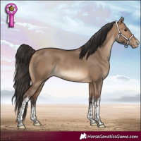 Horse Color:White Spotted Brown Dun Appaloosa