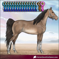 Horse Color:White Spotted Brown Dun Varnish 