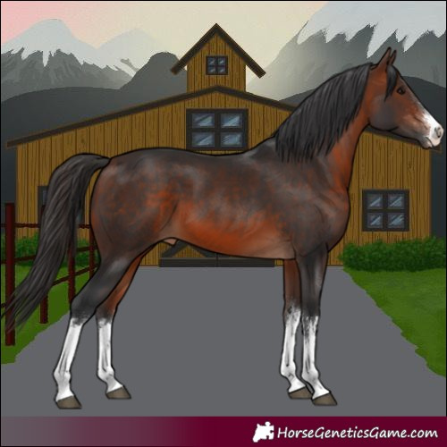 Horse Color:White Spotted Bay 