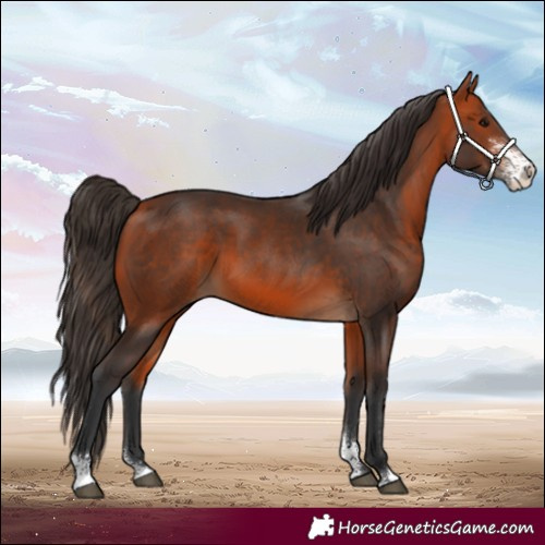 Horse Color:Bay Sabino 