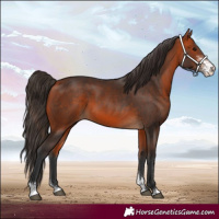 Horse Color:Bay Sabino