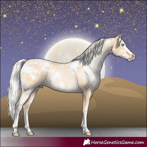 Horse Color:White Spotted Silver Buckskin Pearl Rabicano 