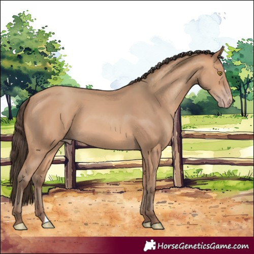 Horse Color:Amber Champagne 