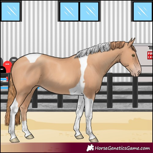 Horse Color:Gold Champagne Tobiano