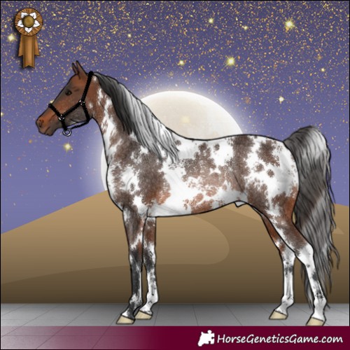 Horse Color:White Spotted Brown Rabicano 