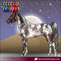 Horse Color:White Spotted Brown Rabicano
