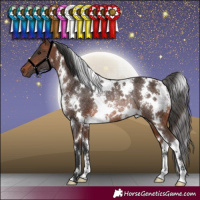 Horse Color:White Spotted Brown Rabicano 