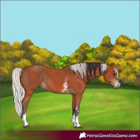 Horse Color:Bay Sabino Rabicano  and Silver Bay Sabino Rabicano 