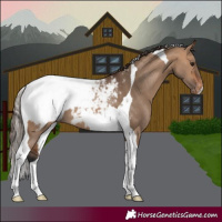 Horse Color:Bay Dun Tobiano Appaloosa 