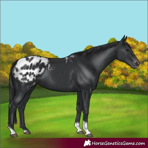 Horse Color:Black Tobiano Appaloosa 