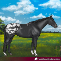 Horse Color:Black Tobiano Blanket 