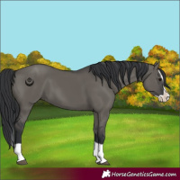 Horse Color:Grullo Splash