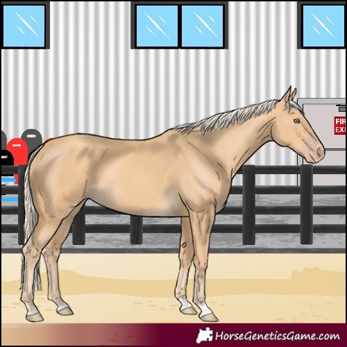 Horse Color:Gold Cream Champagne