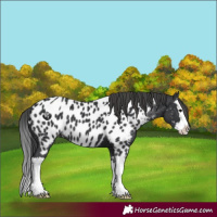 Horse Color:Black Splash Appaloosa