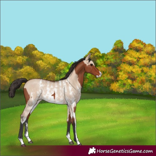 Horse Color:Bay Sabino Rabicano  and Bay Dun Sabino Rabicano 