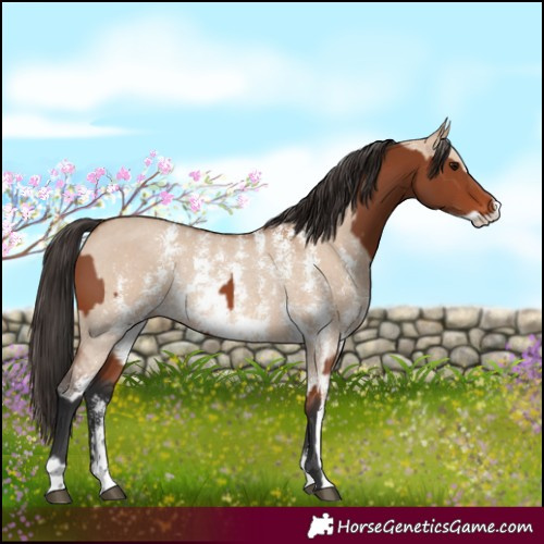 Horse Color:Bay Sabino Rabicano and Bay Dun Sabino Rabicano
