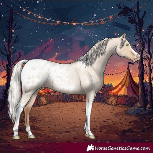 Horse Color:Silver Classic Champagne Roan Dun Splash Tobiano Frame Appaloosa Rabicano 