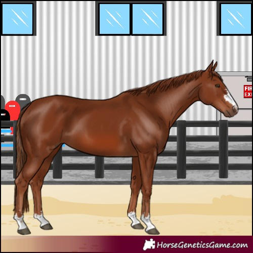 Horse Color:Chestnut 