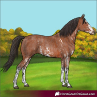 Horse Color:Bay Sabino Rabicano and Bay Sabino Rabicano