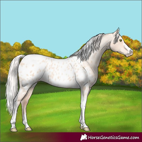 Horse Color:Silver Amber Champagne Roan Dun Splash Tobiano Frame Near Leopard Rabicano 