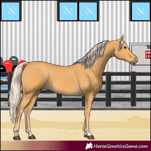 Horse Color:Palomino