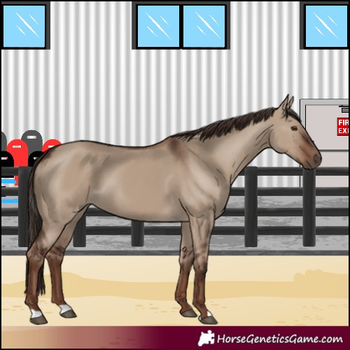 Horse Color:Liver Red Dun