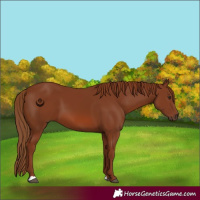 Horse Color:Chestnut 