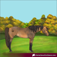 Horse Color:Buckskin 