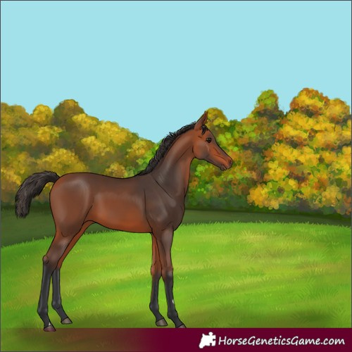 Horse Color:Bay 