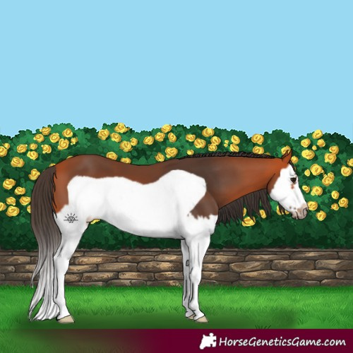 Horse Color:Bay Splash Frame 
