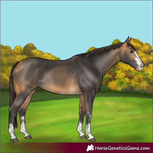 Horse Color:Buckskin Sabino Rabicano 
