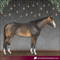 Horse Color:Buckskin Sabino Rabicano