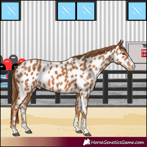 Horse Color:Chestnut Near Leopard 