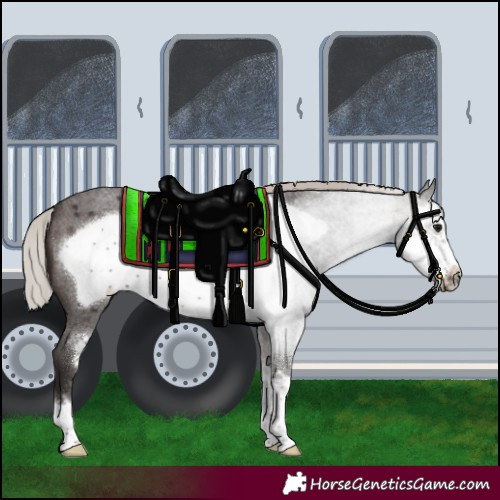 Horse Color:Silver Brown Roan Sabino Frame 
