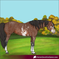 Horse Color:Brown Sabino Rabicano and Brown Sabino Rabicano