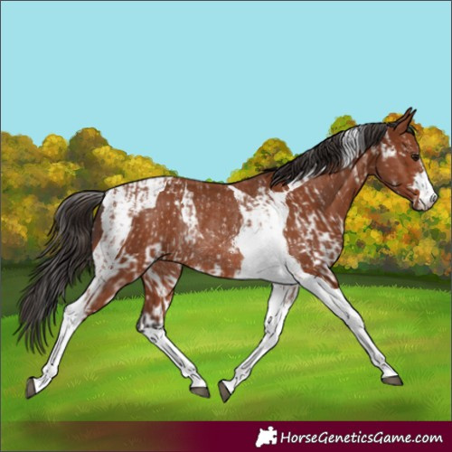 Horse Color:Bay Sabino Rabicano and Bay Tobiano Rabicano