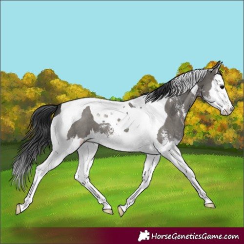 Horse Color:Grullo Sabino Splash Tobiano 